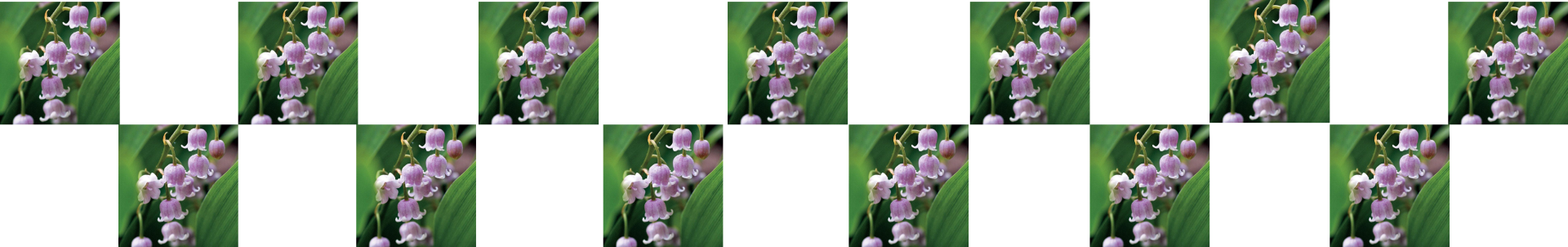 Muguet